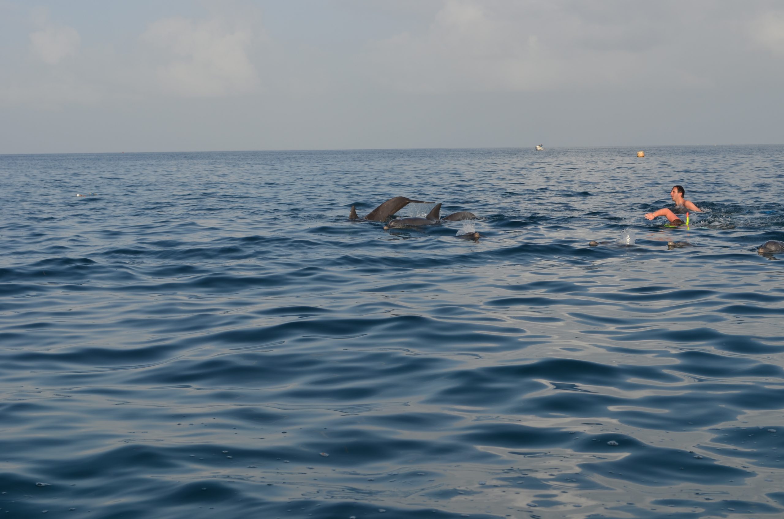 delfini Zanzibar