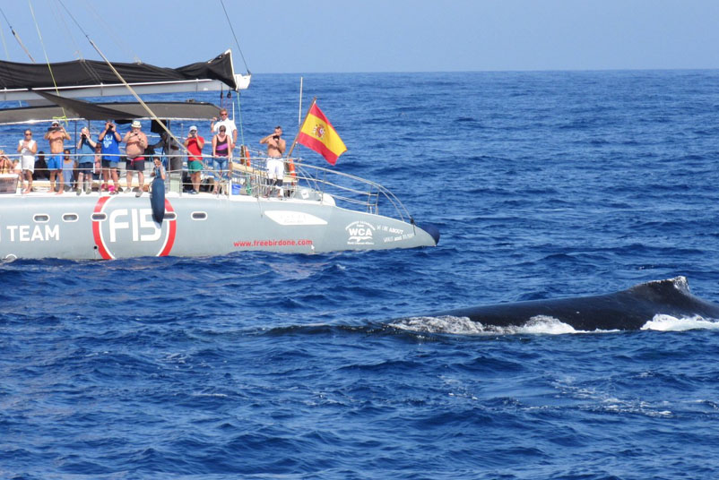 Tenerife balena