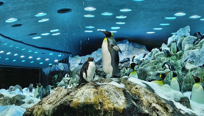 Tenerife pinguini