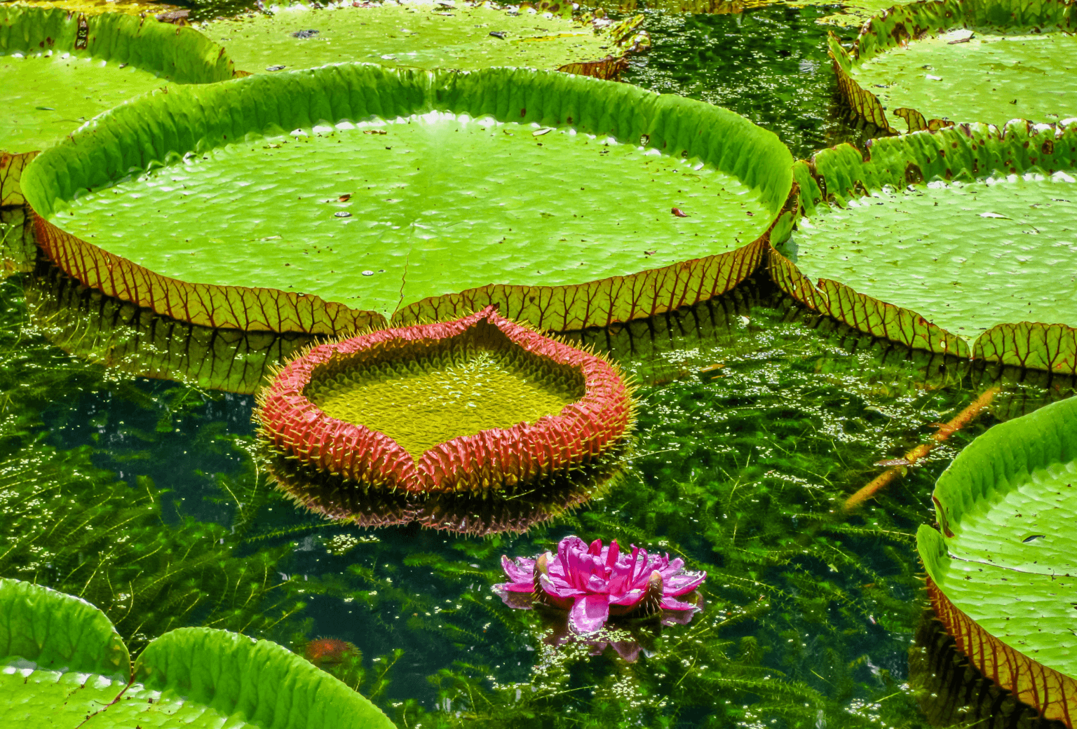 Mauritius de Anul Nou