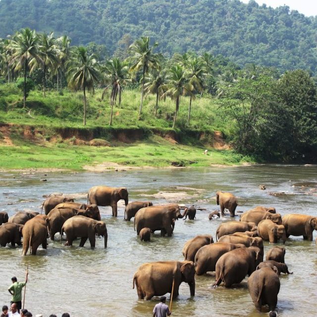 EPUIZAT Hai in Sri Lanka de 1 Decembrie