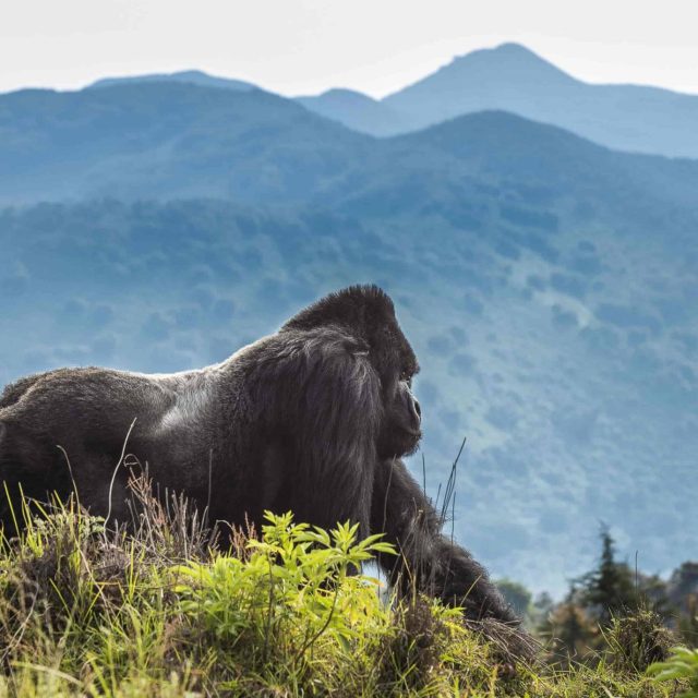 Uganda si Rwanda in august